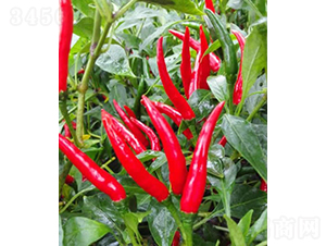 GL-13-�����N��-�V��