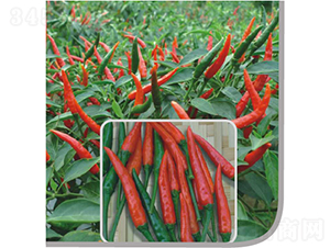 �t���_(d��)���콷-�����N��-�V��