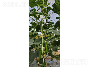 �V��74̖(h��o)ˮ���S��-�S�ϷN��-�V��