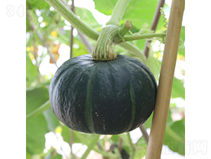 �G��ؐ2̖(h��o)-�ϹϷN��-�V��