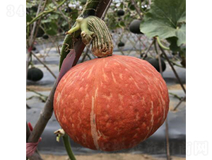 �t��ؐ1̖-�ϹϷN��-�V��