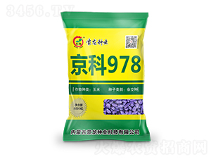 京科978（黃）-玉米種子-蒙龍種業(yè)