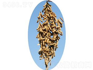 �x��25̖(h��o)-�󶹷N��-�����N�I(y��)