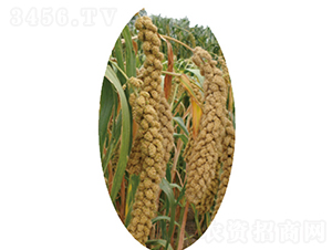 �x��21̖-С�׷N��-�����N�I(y��)