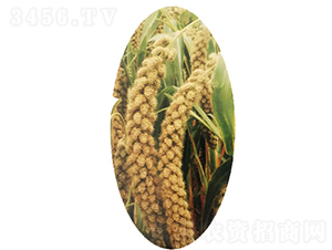 �x��29̖-С�׷N��-�����N�I(y��)