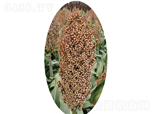 �x�s15̖(h��o)-�����N��-�����N�I(y��)