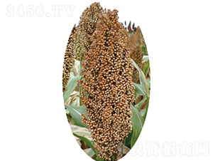 �x�s23̖(h��o)-�����N��-�����N�I(y��)