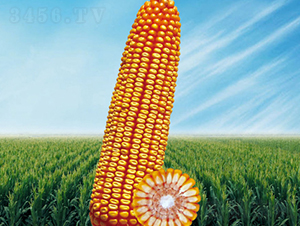 ����1̖(h��o)-���׷N��-�����N�I(y��)