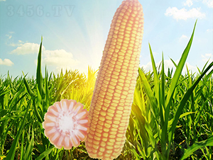 �x��76̖(h��o)-���׷N��-�����N�I(y��)