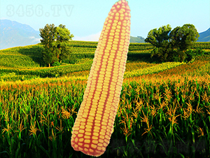 ����10̖(h��o)-���׷N��-�����N�I(y��)