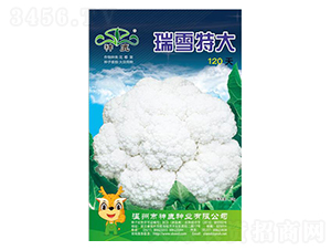 瑞雪120天-花椰菜種子-神鹿種業(yè)