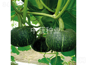 ����3̖(h��o)�Ϲ�-�ϹϷN��-���߷N�I(y��)