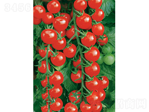 �������ҷ���-���ѷN��-���߷N�I(y��)