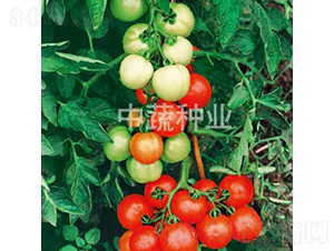 �t�s20-���ѷN��-���߷N�I(y��)