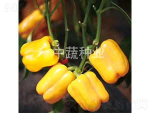 �����S�@1̖(h��o)-�����N��-���߷N�I(y��)