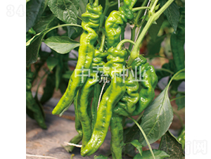 �н�409-�����N��-���߷N�I(y��)