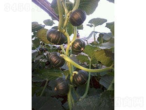 ꖹ�һ̖�ϹϷN��-�A���r(n��ng)�I(y��)