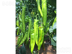 �A���f����1927���⽷�N��-�A���r(n��ng)�I(y��)