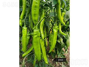 �����̖(h��o)��2063���⽷�N��-�A���r(n��ng)�I(y��)