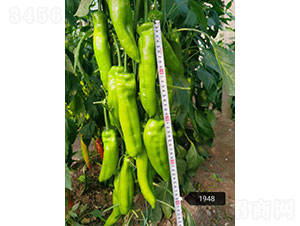 ���D��1948���⽷�N��-�A���r(n��ng)�I(y��)