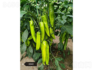 ���D��2042���⽷�N��-�A���r(n��ng)�I(y��)