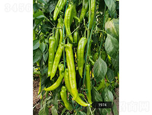 ���v��1974���⽷�N��-�A���r(n��ng)�I(y��)