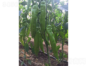 ���v��1975���⽷�N��-�A���r(n��ng)�I(y��)