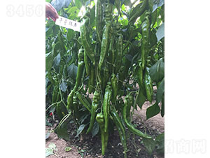 �A���G�㣨1947���⽷�N��-�A���r(n��ng)�I(y��)