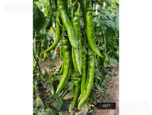 ِ�G��2077���⽷�N��-�A���r(n��ng)�I(y��)