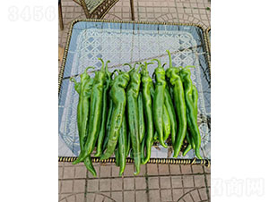 ������̖(h��o)�⽷�N��-�A���r(n��ng)�I(y��)