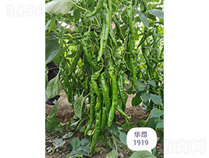 �A��1919�⽷�N��-�A���r(n��ng)�I(y��)