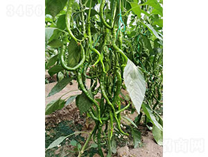 �A����(x��)�]��2115���⽷�N��-�A���r(n��ng)�I(y��)