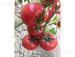 �A����̖(h��o)���ѷN��-�A���r(n��ng)�I(y��)