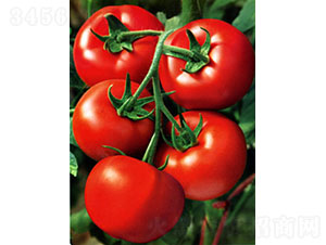 �t�\(y��n)��RT2008�����ѷN��-�A���r(n��ng)�I(y��)