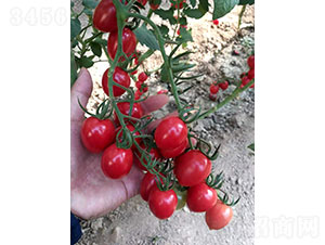 �A�Ѷ�̖(h��o)��1902�����ѷN��-�A���r(n��ng)�I(y��)