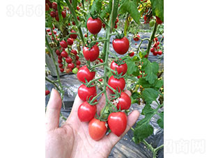 ِ����1903�����ѷN��-�A���r(n��ng)�I(y��)