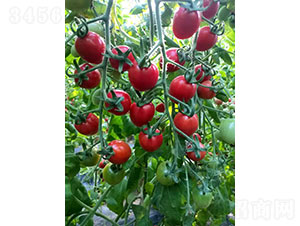 �ۋɋɷ��ѷN��-�A���r(n��ng)�I(y��)