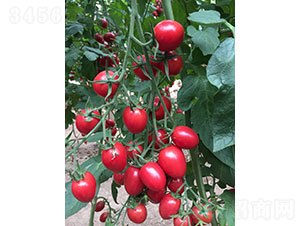 ِ����2028�����ѷN��-�A���r(n��ng)�I(y��)