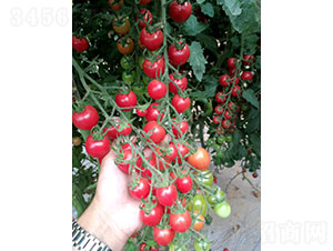 �P����2004�����ѷN��-�A���r(n��ng)�I(y��)