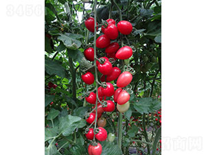 �������ҷ��ѷN��-�A���r(n��ng)�I(y��)