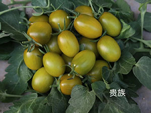 �F����ҷ��ѷN��-�A���r(n��ng)�I(y��)