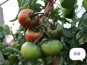 �����ݮ���ѷN��-�A���r(n��ng)�I(y��)