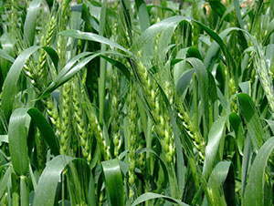 ���r(n��ng)24-С���N��-�Ǻ���(r��n)�r(n��ng)