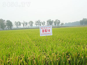 ʥ��16-ˮ���N��-�Ǻ���(r��n)�r(n��ng)