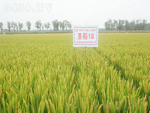 ʥ��18-ˮ���N��-�Ǻ���(r��n)�r(n��ng)