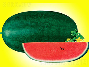 ������-���ϷN��-�A���N��