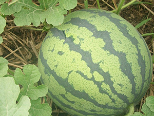 ��ϲ-���ϷN��-�A���N��