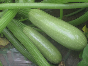 ����-�����J�N��-�A���N��