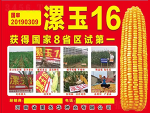 漯玉16-玉米種子-愛(ài)農(nóng)華種業(yè)