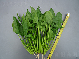 �V����ζ����-���˷N��-�V��